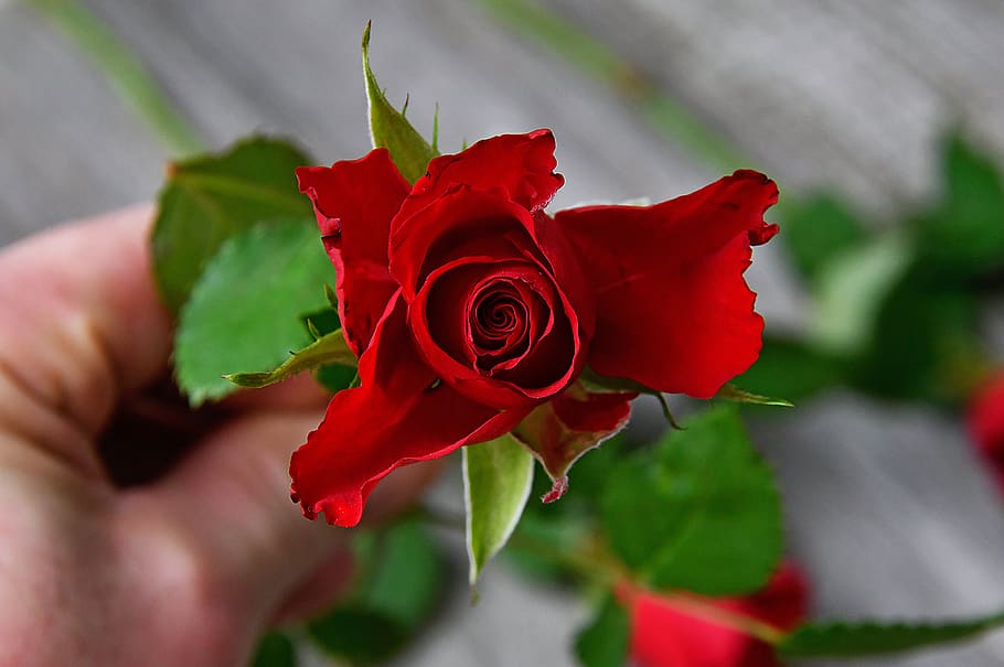rosa roja, ramo de rosas rojas, día de san valentín, amor, romanticismo, rosa, flores, ramo, romance, floral