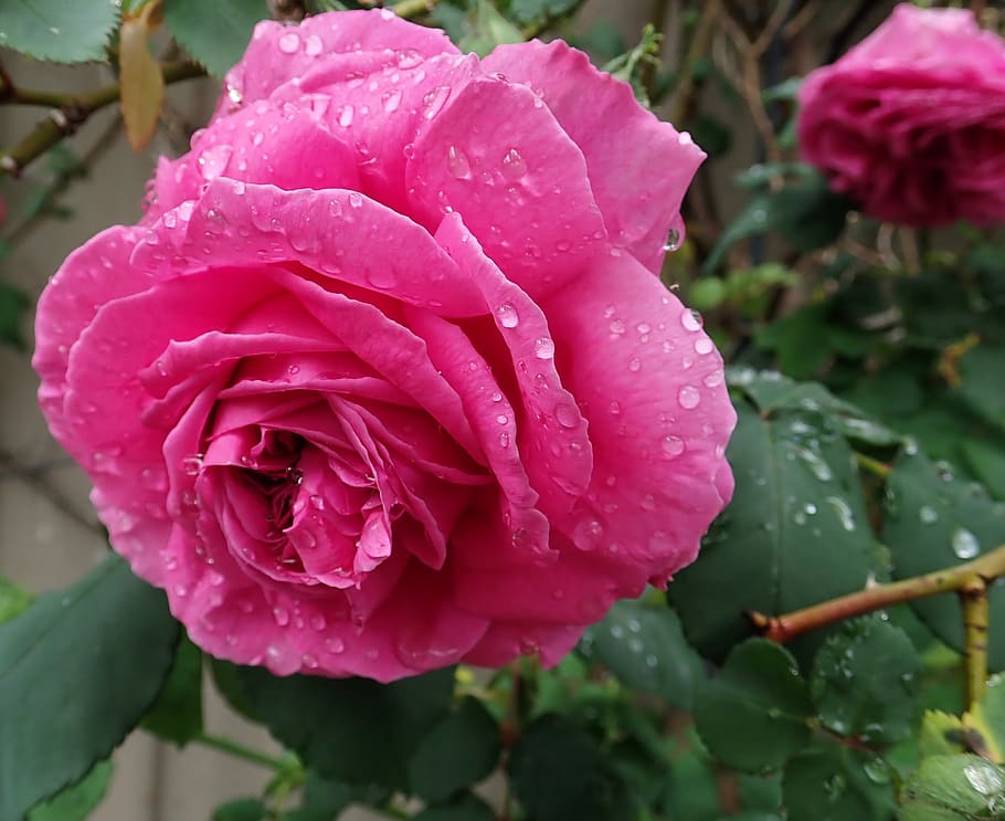 rosa, flor, gotas de lluvia, perfume, jardín, naturaleza, belleza en la  naturaleza, planta, agua, crecimiento | Pxfuel