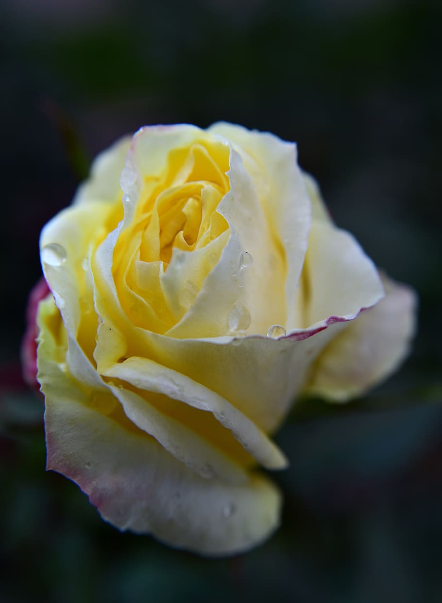 rose, yellow, blossom, bloom, bud, drip, close up, petals, flower, beautiful