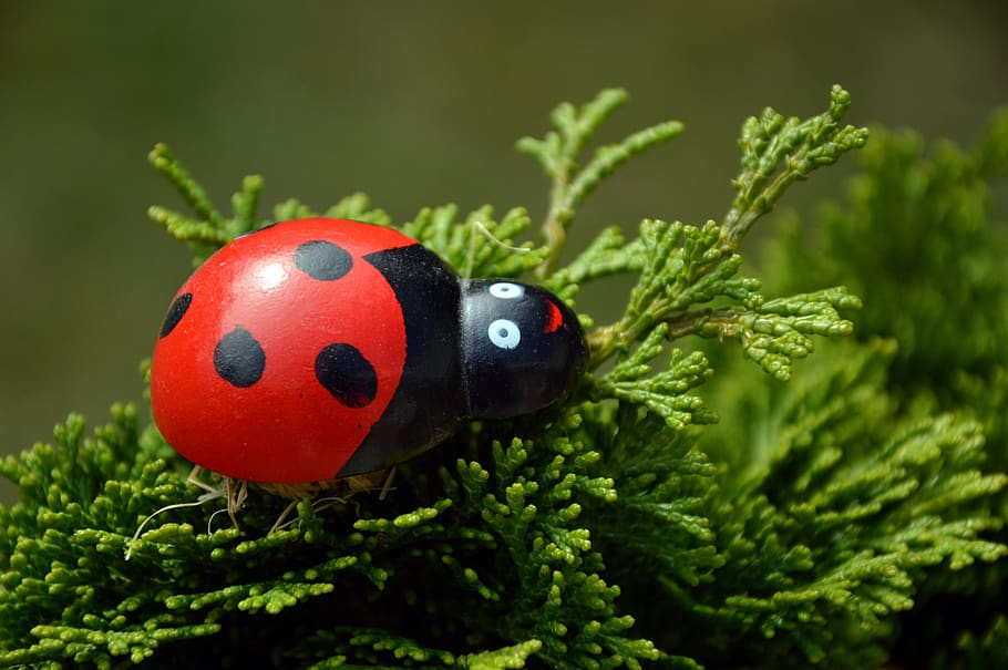 ladybug, spotted, beetle, figure, holzfigur, luck, lucky charm, birthday wishes, congratulations, all good