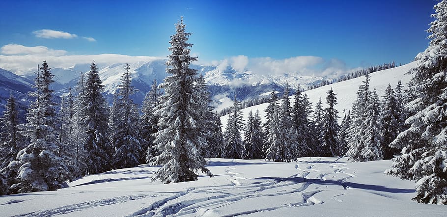 wintry, skiing, alpine, snowy, sky, forest, deep-snow skiing, rest, tyrol, westendorf