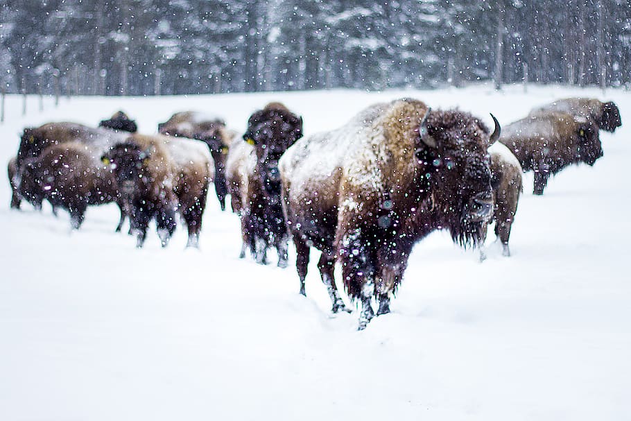 búfalo, invierno, nieve, bisonte-búfalo, mundo animal, rebaño, bisonte, temperatura fría, mamífero, temas de animales