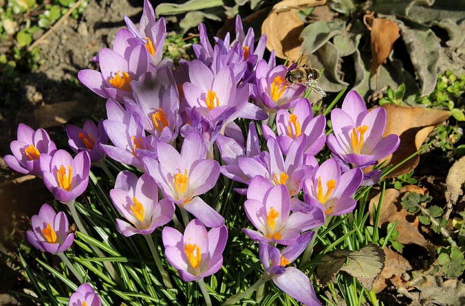 krokus, azafrán, flores de primavera, principios de primavera, primavera, violeta, flores, naturaleza, Flor, planta floreciente