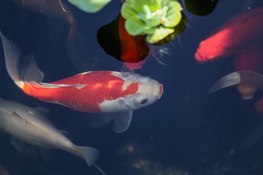 ikan mas merah, putih, fantail, kolam halaman belakang, kolam., ikan, kolam, bawah air, ikan mas, merah dan putih