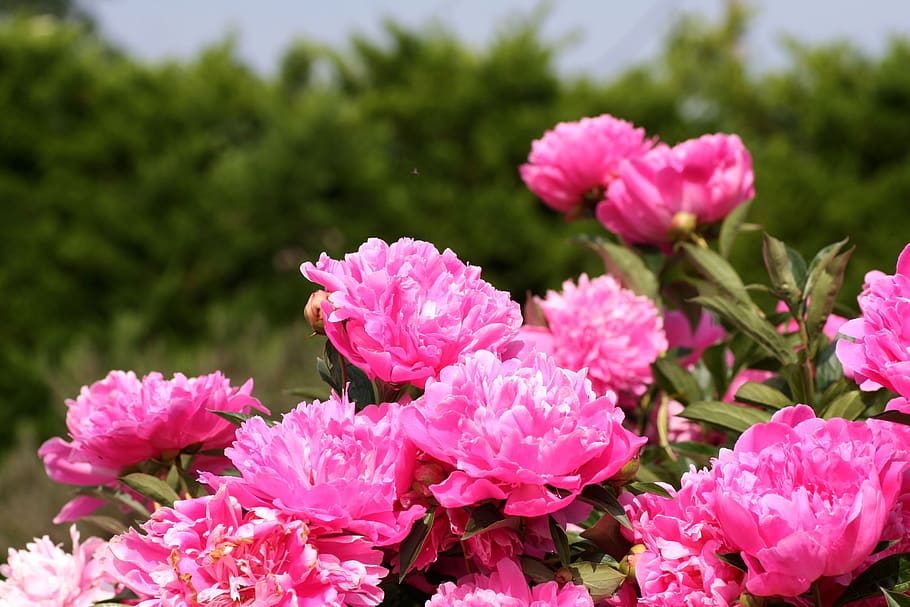 flores, peônias, rosa, jardim, floração, campo, pétalas, flor, planta de florescência, cor rosa