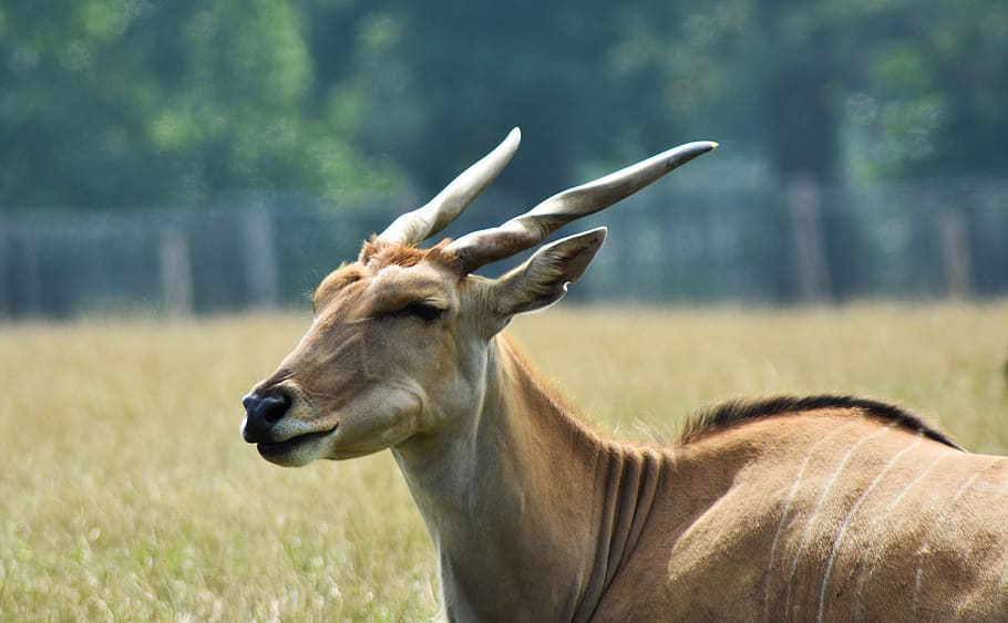 eland, africa, animal, antelope, beautiful, big, bovidae, brown, deer, field