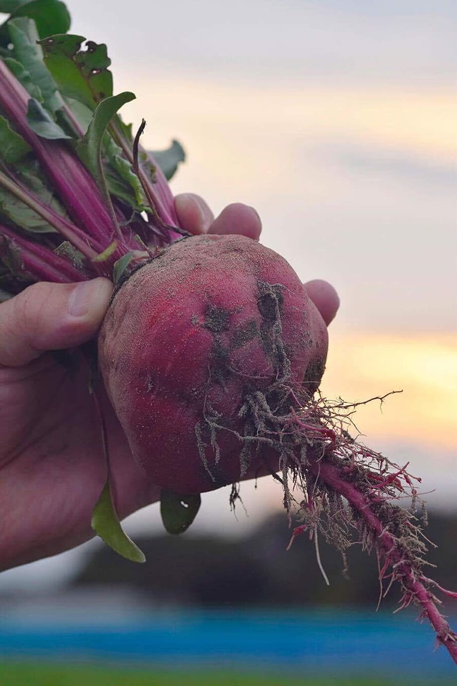 beet, human hand, hand, food, food and drink, human body part, healthy eating, focus on foreground, one person, close-up