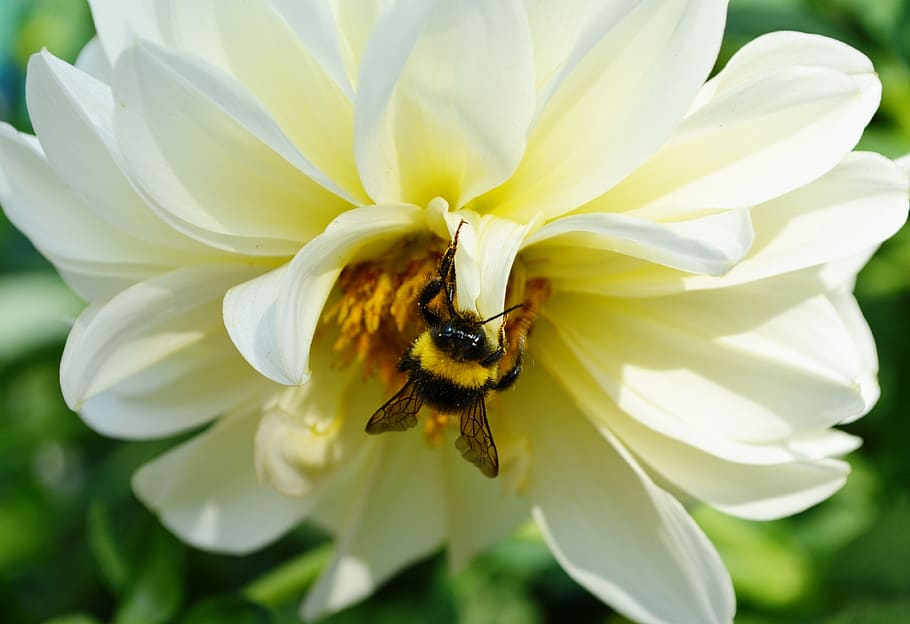 lebah, serangga, penyerbukan, serbuk sari, mekar, Taman, musim panas, bunga, madu, sayap