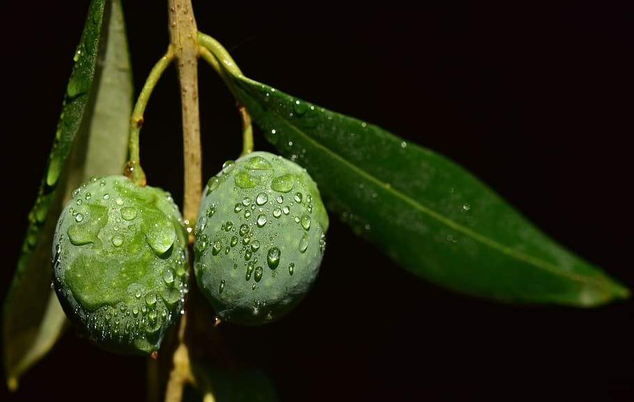 olives, wet, drip, olive branch, moist, round, green, close up, macro, olive leaf
