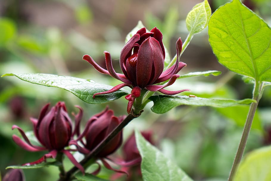 calycanthus floridus, commonly, called, carolina allspice, uncommon, rounded, deciduous shrub, grows, 6-9, tall.