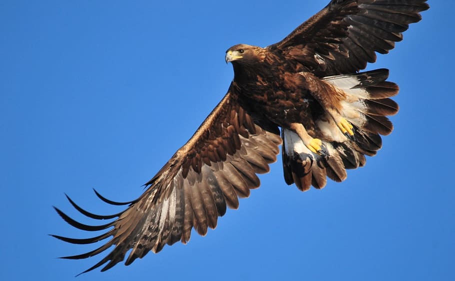 águila, dorado, pájaro, animal, salvaje, naturaleza, vuelo, volador, temas de animales, fauna animal