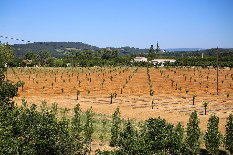fruit trees, fruit fields, drought, south of france, alpes-de-haute-provence, plant, tree, landscape, field, agriculture
