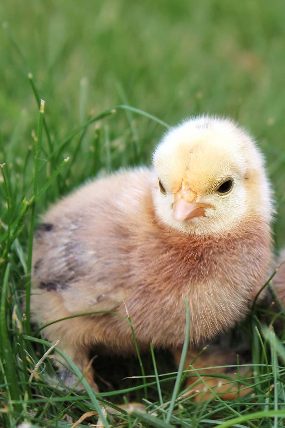 chicks, chicken, animal, bird, cute sweet, young, easter, agriculture, nutrition, egg