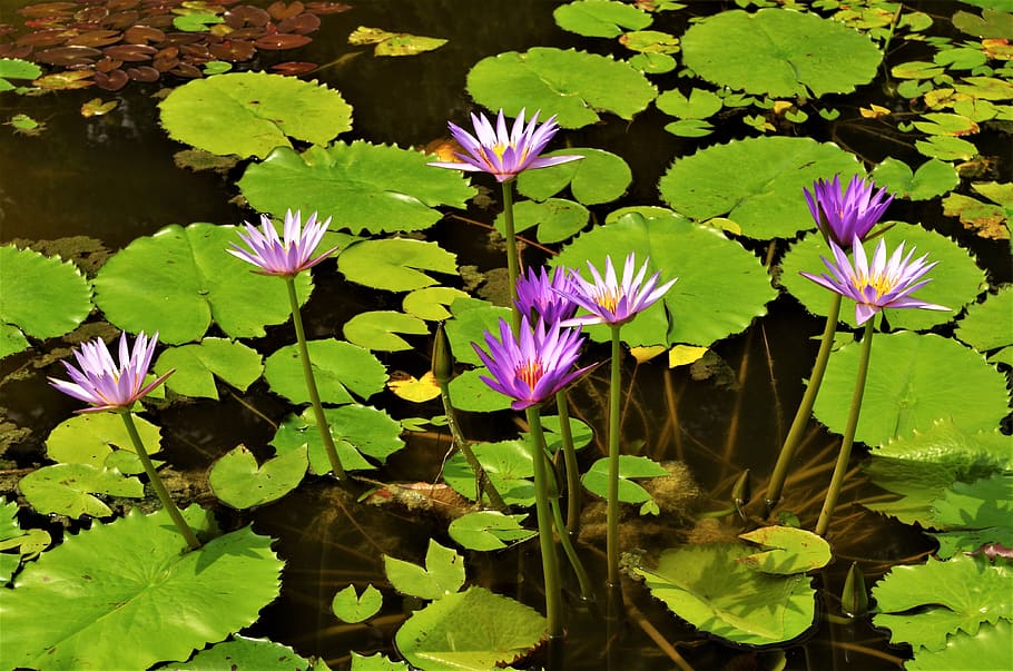flowers, waterlilies, water flowers, violet, water lilies purple, flower, flowering plant, vulnerability, plant, beauty in nature