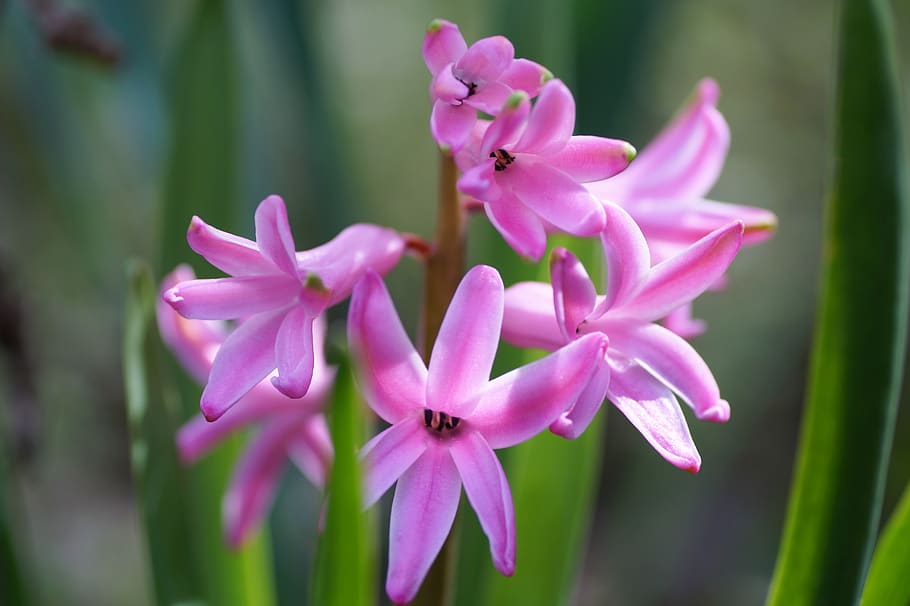 hyacinth, spring, flower, flowering, garden, pink, scented, fragrance, intense, flowering plant