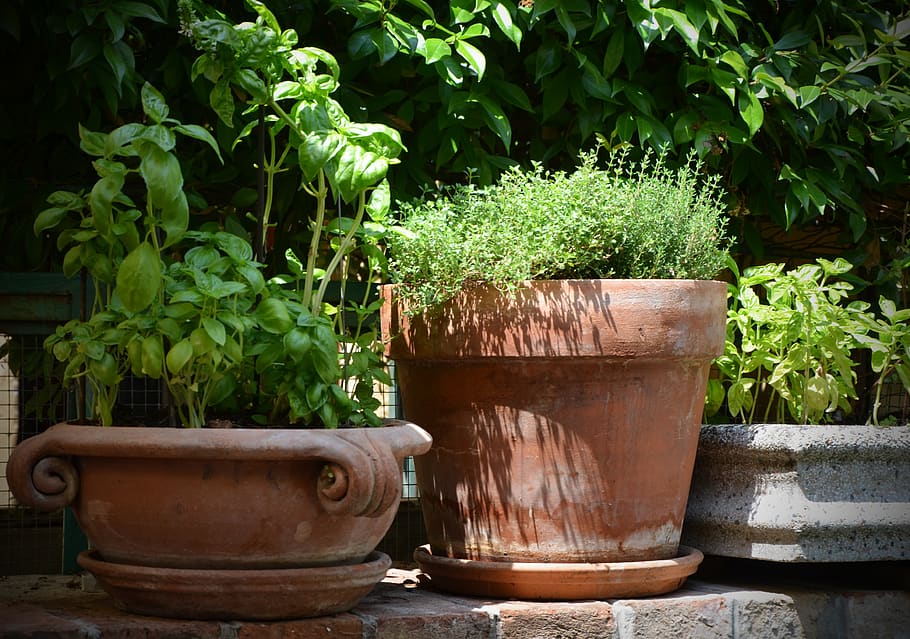 basil, thyme, terracotta, pot, herbs, wild herbs, spice, healthy, plant, mediterranean
