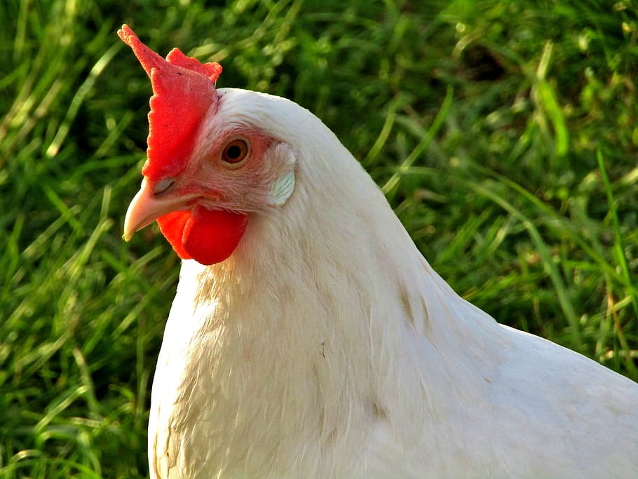 hen, white, close up, face, bill, chicken, poultry, red, agriculture, livestock