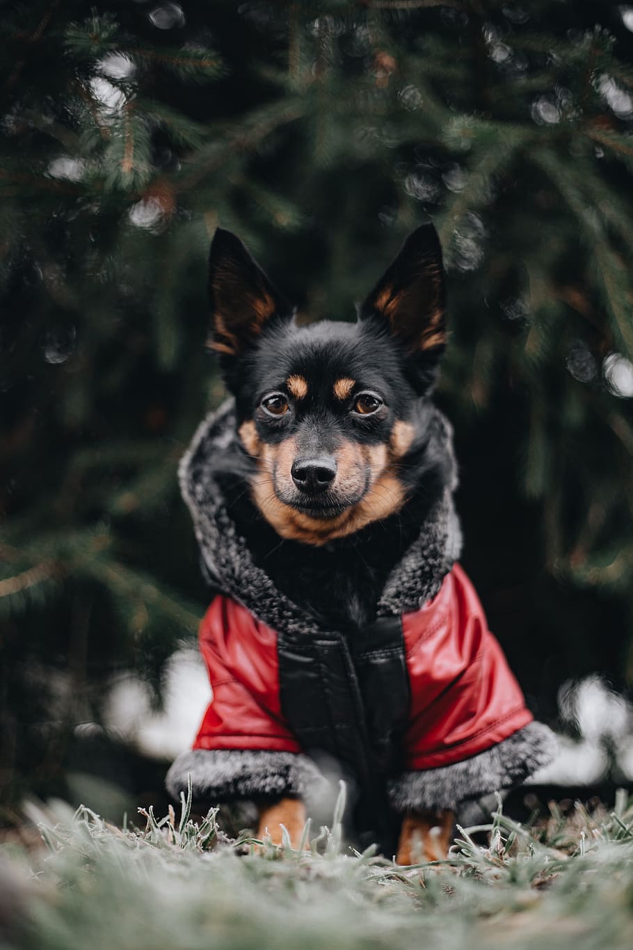 pequeño, perro, cálido, chaqueta, mascota, animal, lindo, cachorro, invierno, frío