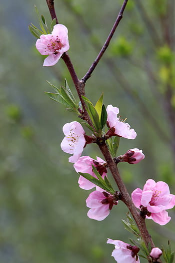 Página 5 | Fotos hermosa flor de cerezo libres de regalías | Pxfuel