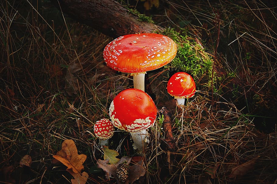matryoshka, forest, nature, toxic, red, mushroom, autumn, fly agaric, moss, forest floor