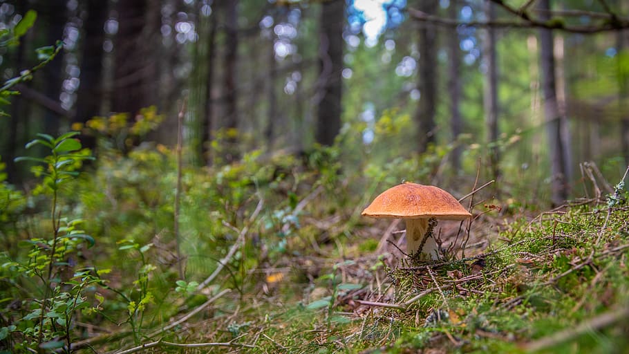 mushroom, forest, autumn, orange-cap boletus, red, landscape, fungus, vegetable, plant, land