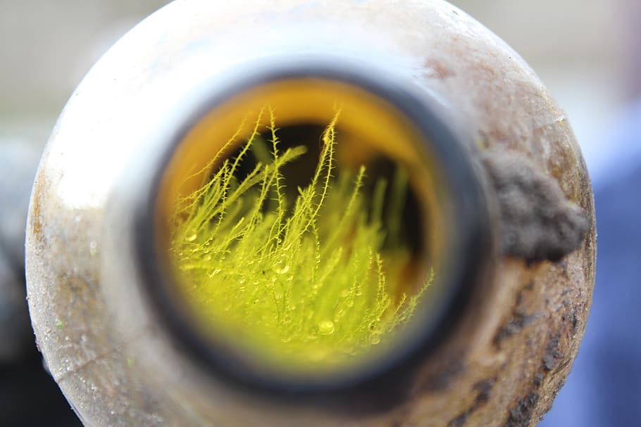 nature, glass bottle, grass, live new, plant, garbage, drink, refreshment, close-up, tea