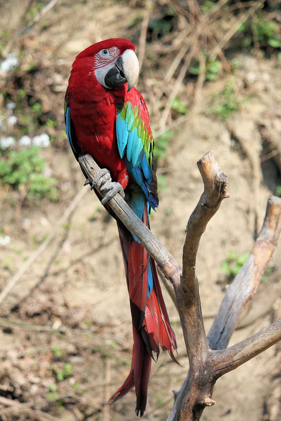 parrot, ara, bird, feather, colored, red, arakanga, macao, beak, vertebrate