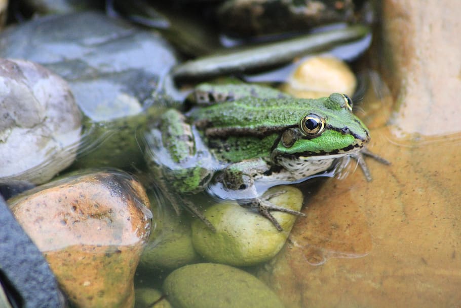 frog, tree frog, garden pond, sunbathing, green, amphibian, animal, pond, animal themes, one animal