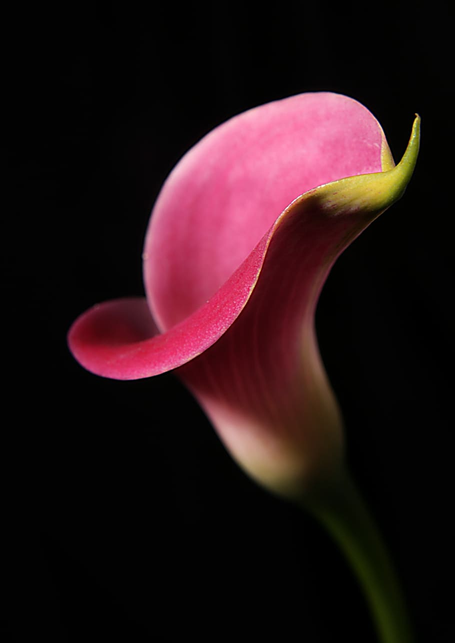 color, nature, flower, bright, flora lily pink black, flowering plant, freshness, petal, pink color, beauty in nature