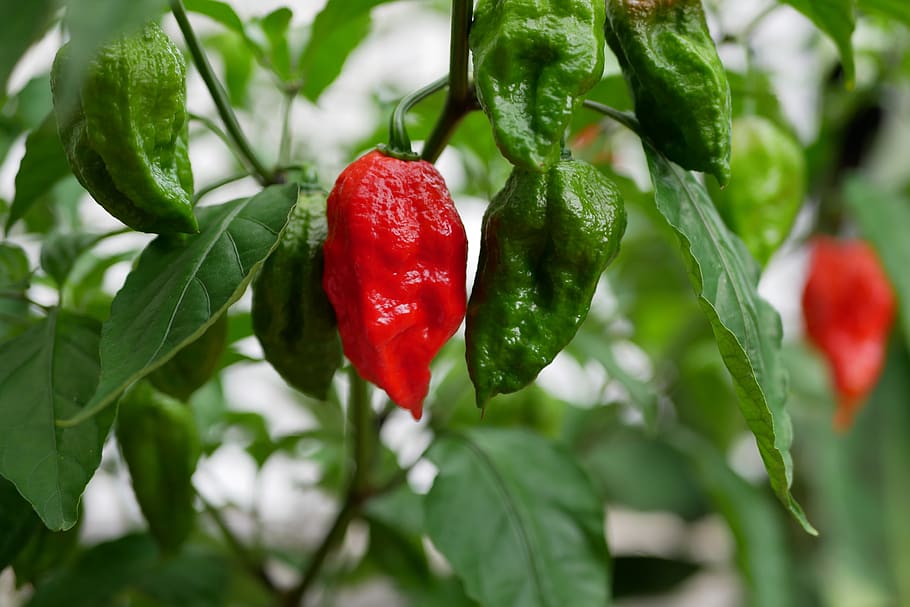 plant, ghost pepper, heat, garden, red, growth, leaf, close-up, plant part, freshness