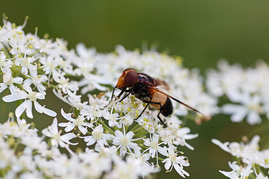 hoverfly, insect, macro, close up, cow parsley, invertebrate, animal themes, one animal, flowering plant, animal