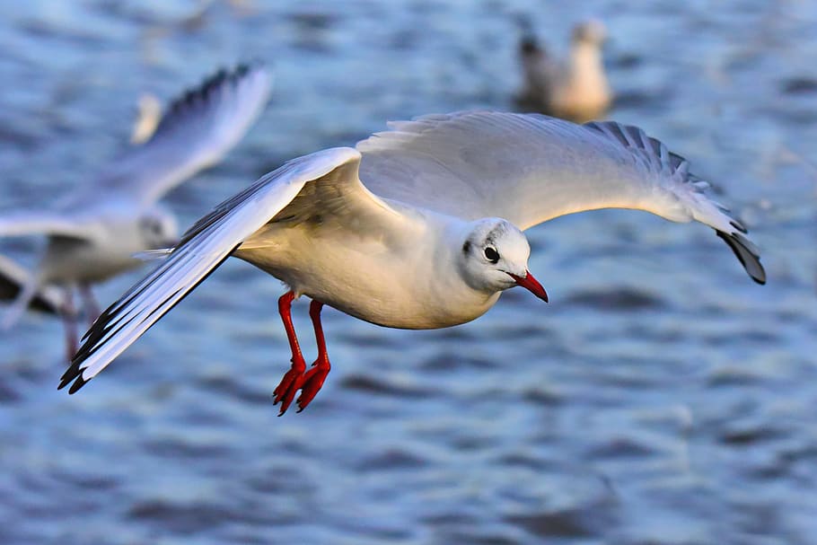 seagull, gull, seabird, flight, flying, wing, plumage, head, eye, beak
