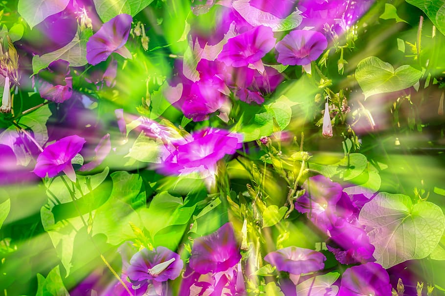 superb thread, morning glory, wind greenhouse, climber plant, double exposure, flower, blossom, bloom, bright, purple