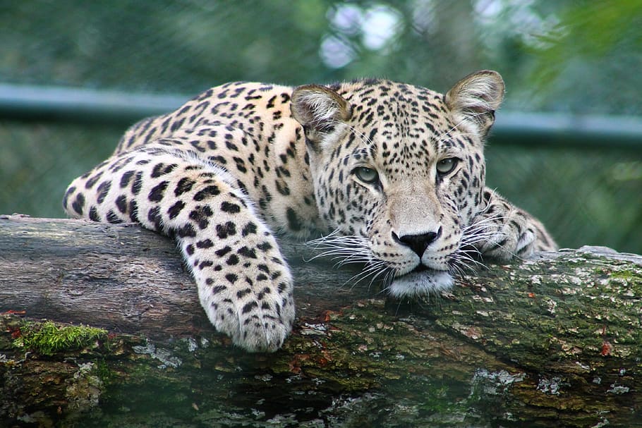 mamífero, predador, leopardo, gato, jardim zoológico, vertebrado, retrato, selvagem, bonitinho, temas animais