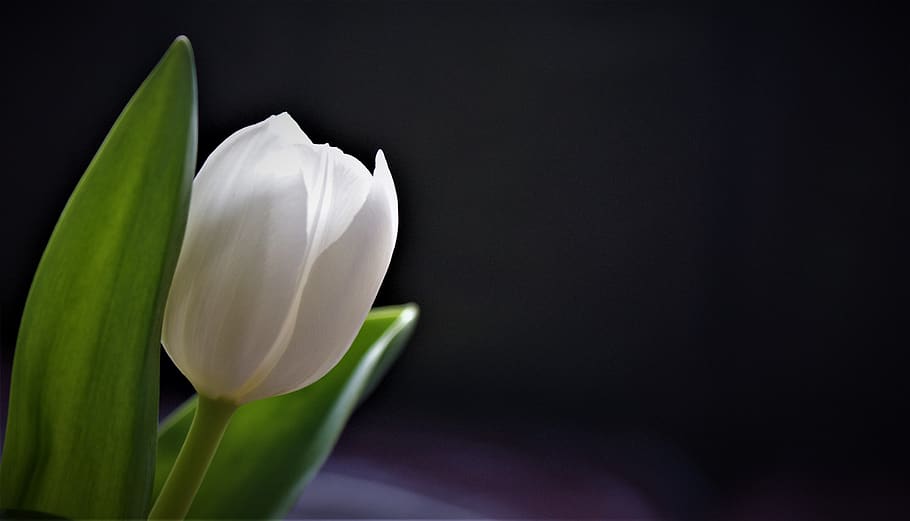 tulip putih, latar belakang, tulip, merry, mekar, musim semi, belanda, masih hidup, bunga, segar