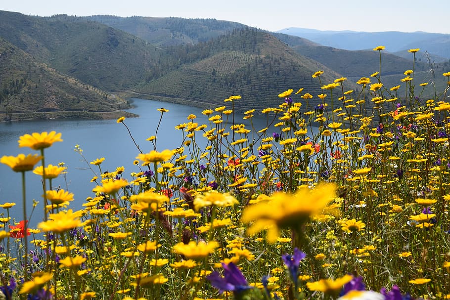 río douro, paisaje, montañas, naturaleza, montaña, al aire libre, agua, colorido, primavera, flor