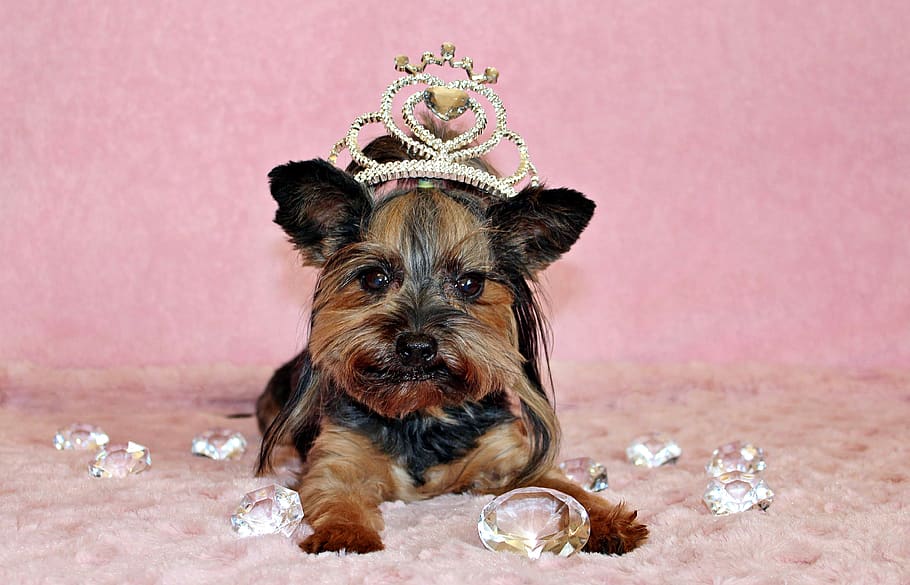 yorkshire terrier, dog, crown, diamond, nice, domestic, pets, domestic animals, animal themes, one animal