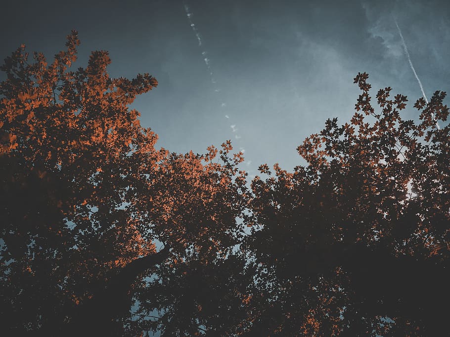 sky, clouds, trees, plant, nature, autumn, dark, tree, beauty in nature, low angle view