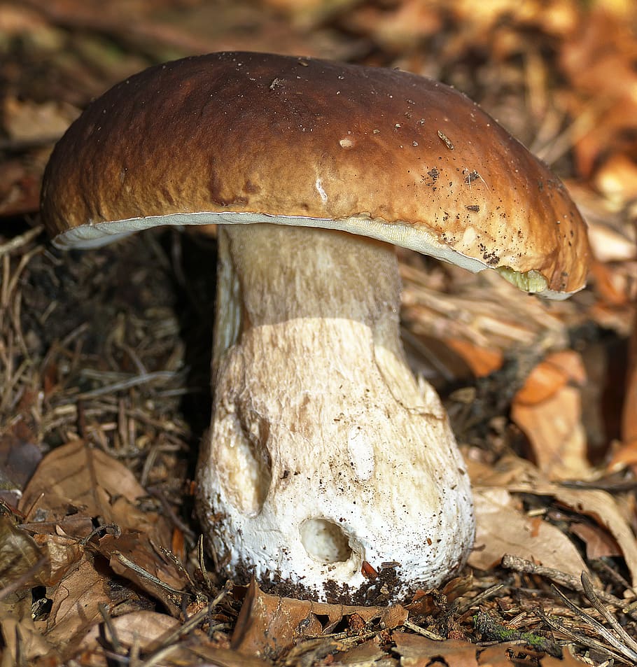 mushroom, cep, edible, common mushroom, herrenpilz, dickröhrling, boletus edulis, close up, autumn, plant