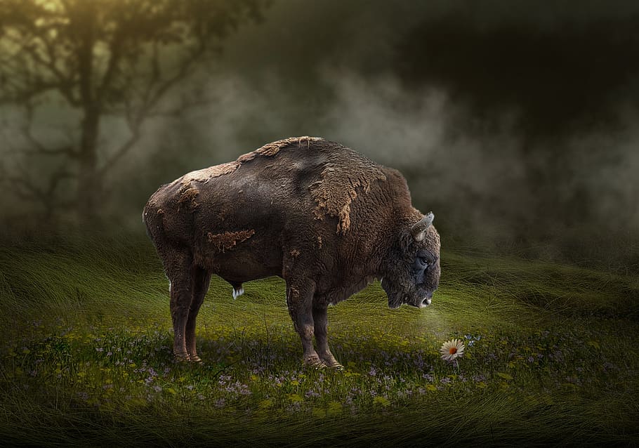 american bison, mammal, grass, outdoors, wildlife, animal, color, bison, nature, flower