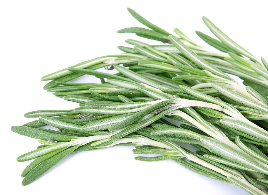 rosemary, close up, green, herb, herbs, spice, white background, studio shot, green color, food and drink