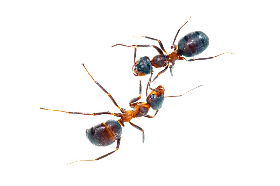semut, antena, bug, closeup, close-up, formica, formicarufa, serangga, terisolasi, makro
