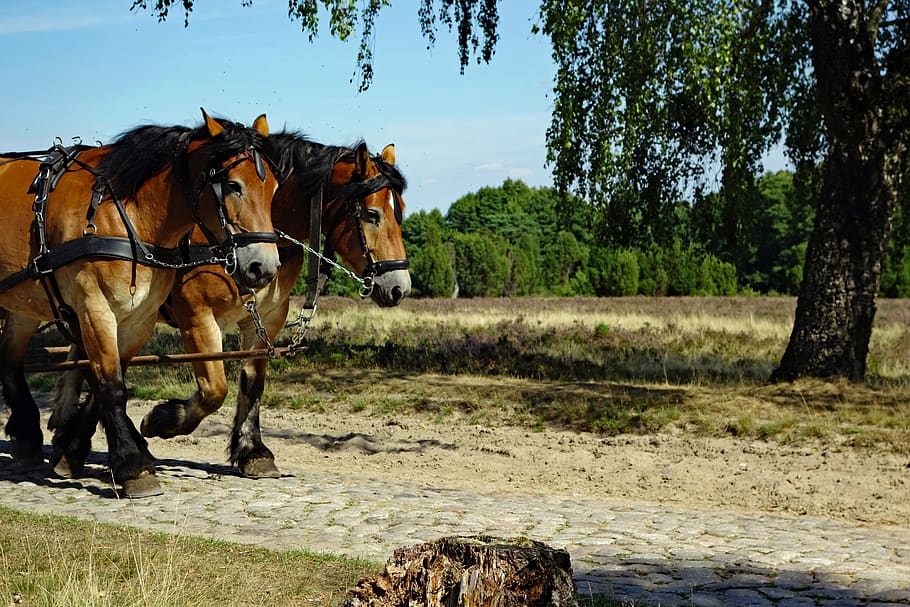 horses, monteaura, lüneburg heath, horse drawn carriage, mammal, domestic animals, domestic, pets, animal themes, tree