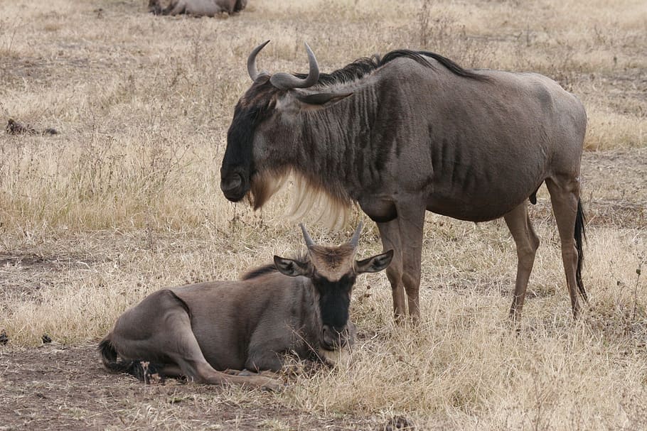 gnu, wildebeest, africa, tarangire, animal, mammal, wildlife, african, antelope, wild