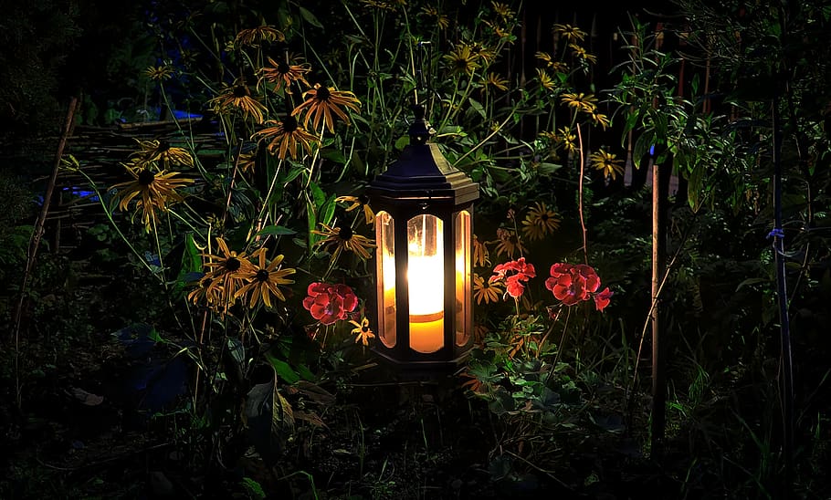 lampu pengganti, bunga, malam, taman, lampu latar, cahaya, lilin, diterangi, tanaman, peralatan pencahayaan