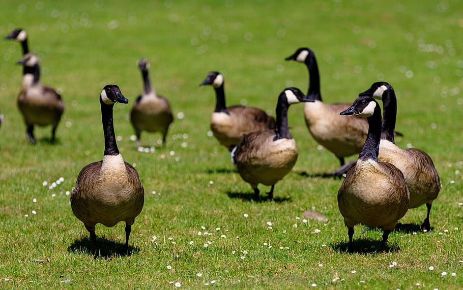 geese, canada geese, birds, goose, nature, lake, waterfowl, canada goose, swim, migratory birds