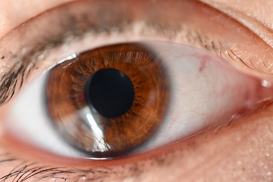 eye, iris, eyelashes, view, wards, close up, eyesight, sensory perception, extreme close-up, human eye