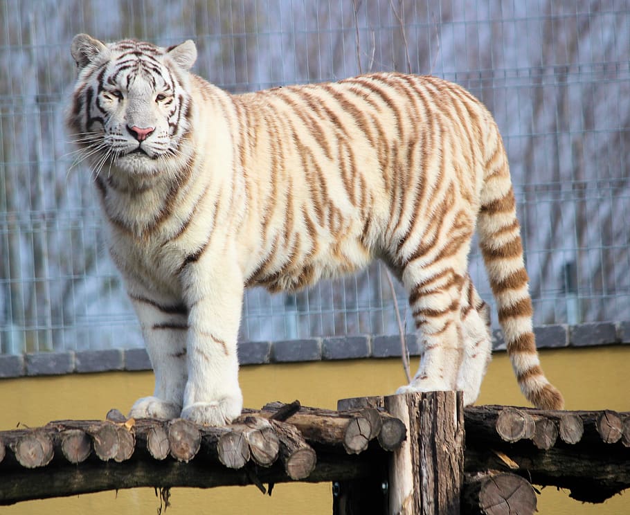 tiger, white, indian, beast, mammal, animal, feline, stripes, zoo, big cat