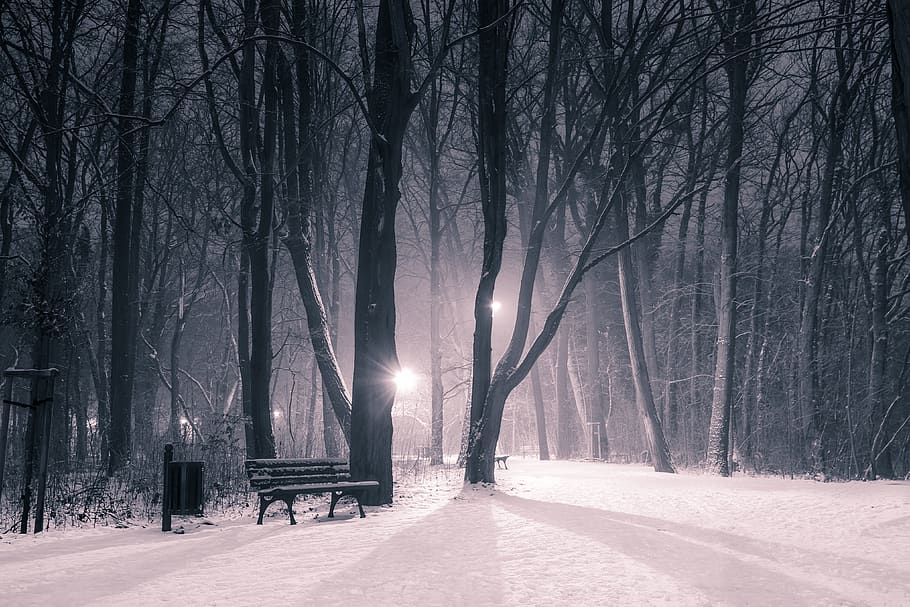 inverno, parque, neve, noite, sombras, enigmaticamente, é terrível, árvore, banco, cesta