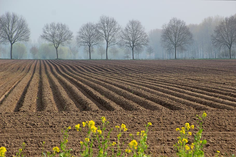 spring, agricultural land, plowed, earth, field, land, agriculture, growth, plant, farm